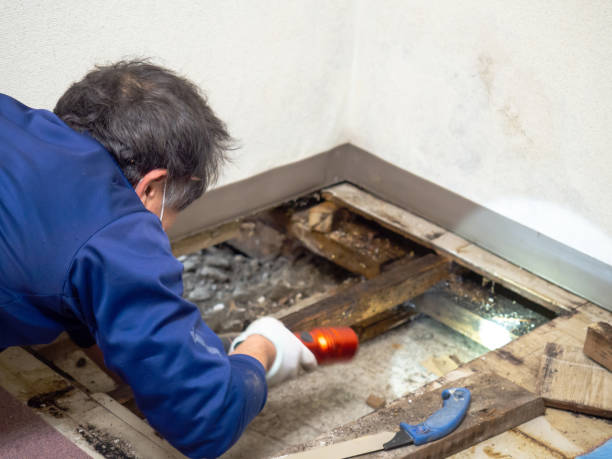 Attic Mold Removal in Green, OH