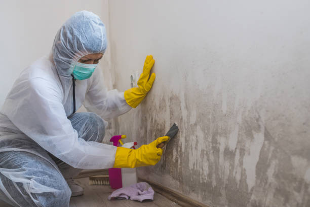 Best Residential Mold Removal  in Green, OH