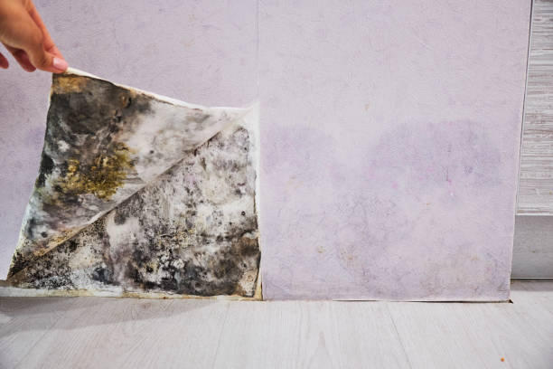 Best Emergency Mold Removal  in Green, OH